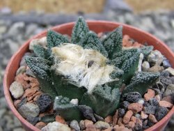 Ariocarpus fissuratus hintonii Matehuala pot 5,5 cm Cites IA - 12402822
