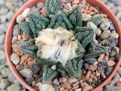 Ariocarpus fissuratus hintonii Matehuala pot 5,5 cm Cites IA - 12402823