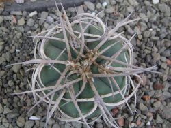Gymnocalycium cardenasianum pot 5,5 cm - 12402825