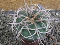 Gymnocalycium cardenasianum pot 5,5 cm - 12402826