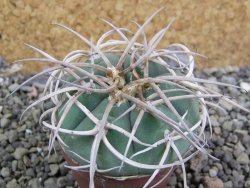 Gymnocalycium cardenasianum pot 5,5 cm - 12402827