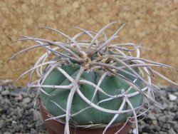 Gymnocalycium cardenasianum pot 5,5 cm