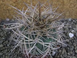Gymnocalycium cardenasianum pot 5,5 cm