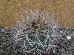 Gymnocalycium cardenasianum pot 5,5 cm - 12402831
