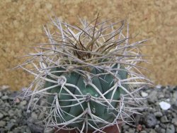 Gymnocalycium cardenasianum pot 5,5 cm - 12402832