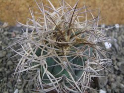 Gymnocalycium cardenasianum pot 5,5 cm - 12402833