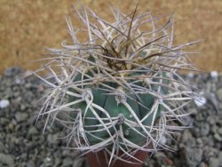 Gymnocalycium cardenasianum pot 5,5 cm - 12402834