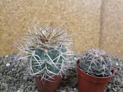 Gymnocalycium cardenasianum pot 5,5 cm - 12402835