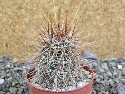 Echinocereus engelmannii pot 6,5 cm - 12402841