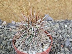 Echinocereus engelmannii pot 6,5 cm - 12402842