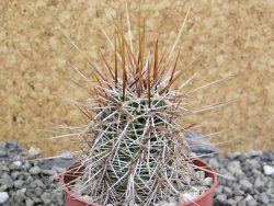 Echinocereus engelmannii pot 6,5 cm