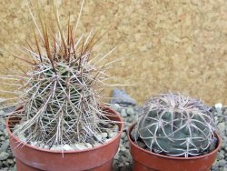 Echinocereus engelmannii pot 6,5 cm - 12402844