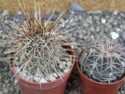 Echinocereus engelmannii pot 6,5 cm - 12402845
