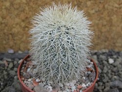 Echinocereus dasyacanthus Brewster pot 6,5 cm