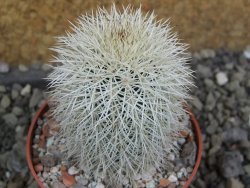 Echinocereus dasyacanthus Brewster pot 6,5 cm - 12402856