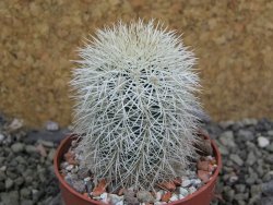 Echinocereus dasyacanthus Brewster pot 6,5 cm - 12402857