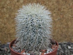 Echinocereus dasyacanthus Brewster pot 6,5 cm - 12402858