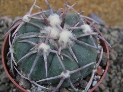 Echinocactus horizonthalonius Corazon del Monte pot 6,5 cm