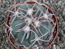 Echinocactus horizonthalonius Corazon del Monte pot 6,5 cm