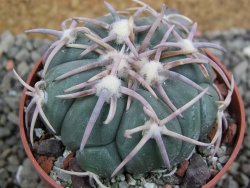Echinocactus horizonthalonius Corazon del Monte pot 6,5 cm - 12402872