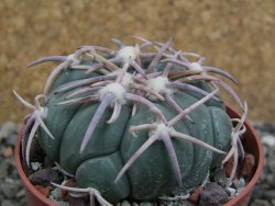 Echinocactus horizonthalonius Corazon del Monte pot 6,5 cm - 12402873