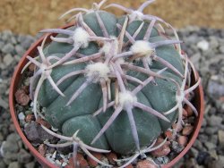 Echinocactus horizonthalonius Corazon del Monte pot 6,5 cm - 12402874