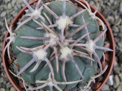 Echinocactus horizonthalonius Corazon del Monte pot 6,5 cm - 12402875