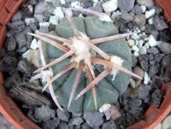 Echinocactus horizonthalonius Corazon del Monte pot 5,5 cm