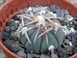 Echinocactus horizonthalonius Corazon del Monte pot 5,5 cm - 12402878