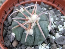 Echinocactus horizonthalonius Corazon del Monte pot 5,5 cm - 12402879