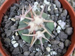 Echinocactus horizonthalonius Corazon del Monte pot 5,5 cm