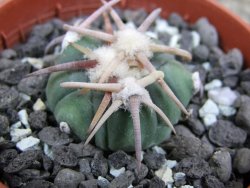 Echinocactus horizonthalonius Corazon del Monte pot 5,5 cm - 12402882