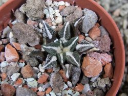 Ariocarpus kotschoubeyanus elephantidens Vista Hermosa pot 5,5 cm