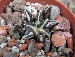 Ariocarpus kotschoubeyanus elephantidens Vista Hermosa pot 5,5 cm - 12402918