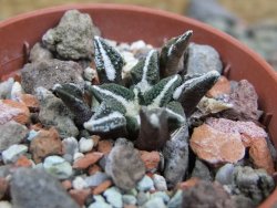 Ariocarpus kotschoubeyanus elephantidens Vista Hermosa pot 5,5 cm - 12402919