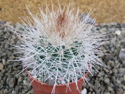 Parodia roseoalba nad San Pedro, pot 5,5 cm - 12402923
