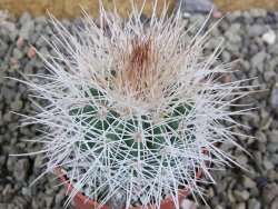 Parodia roseoalba nad San Pedro, pot 5,5 cm - 12402925