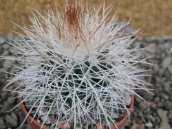 Parodia roseoalba nad San Pedro, pot 5,5 cm DUPLIKÁT