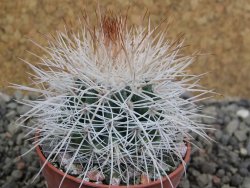 Parodia roseoalba nad San Pedro, pot 5,5 cm DUPLIKÁT - 12402927