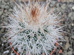 Parodia roseoalba nad San Pedro, pot 5,5 cm DUPLIKÁT - 12402928