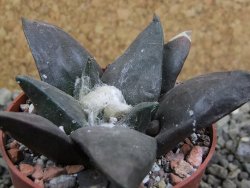 Ariocarpus confusus Dolores pot 6,5 cm cm Cites IA - 12402931