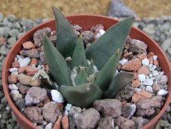 Ariocarpus trigonus Palmilas MM 149 pot 6,5 cm