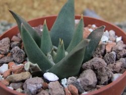 Ariocarpus trigonus Palmilas MM 149 pot 6,5 cm - 12402934