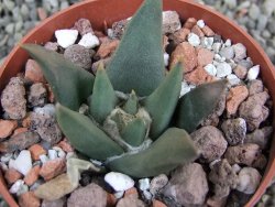 Ariocarpus trigonus Palmilas MM 149 pot 6,5 cm - 12402935