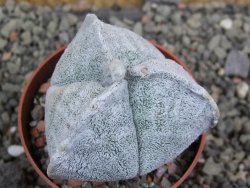 Astrophytum coahuilense tricostatum pot 6,5 cm