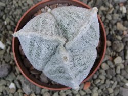 Astrophytum coahuilense tricostatum pot 6,5 cm - 12402951