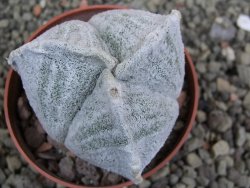 Astrophytum coahuilense tricostatum pot 6,5 cm