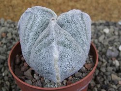 Astrophytum coahuilense tricostatum pot 6,5 cm - 12402953