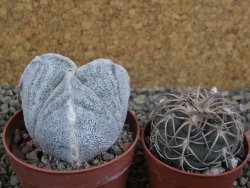 Astrophytum coahuilense tricostatum pot 6,5 cm - 12402954