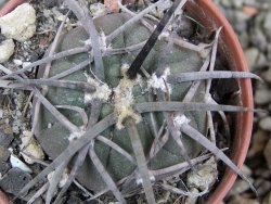 Gymnocalycium armatum LH1431 Pajcho centro, Tarija, pot 5,5 cm